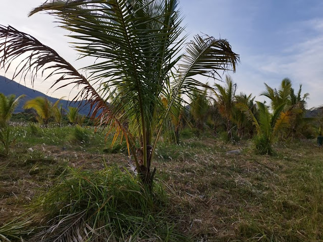 ขายที่ดินพร้อมสวนมะพร้าว 7 ไร่กว่า อำเภอกุยบุรี จังหวัดประจวบคีรีขันธ์ ในตำบลสามกระทาย โทร 081-011-7012